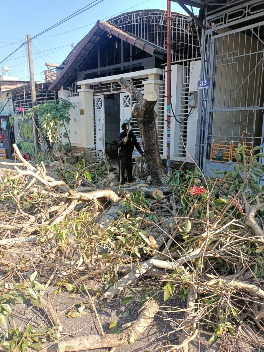 thợ chặt cây,cửa cây tại gia lai