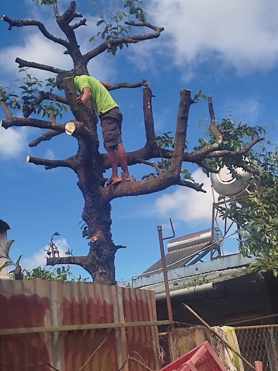 chặt cây tại nhà pleiku