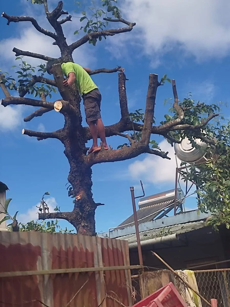 chặt cây tại nhà pleiku